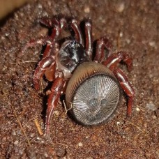  Araña Tapón - Cyclocosmia latusicosta